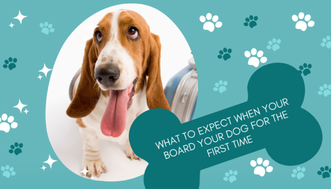 what to expect the first time you board your dog